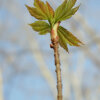 Tree Planting - Image 5