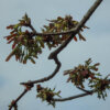 Tree Planting - Image 4