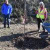 Tree Planting