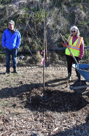 Tree Planting