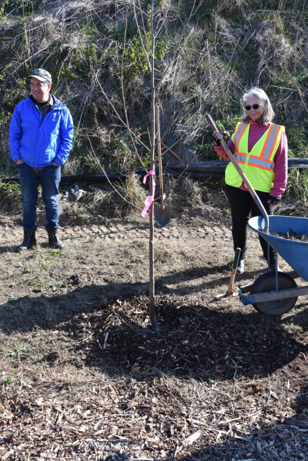 Tree Planting