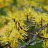 Hamamelis virginiana (Witch hazel) - Image 5