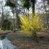 Hamamelis virginiana (Witch hazel) - Image 4