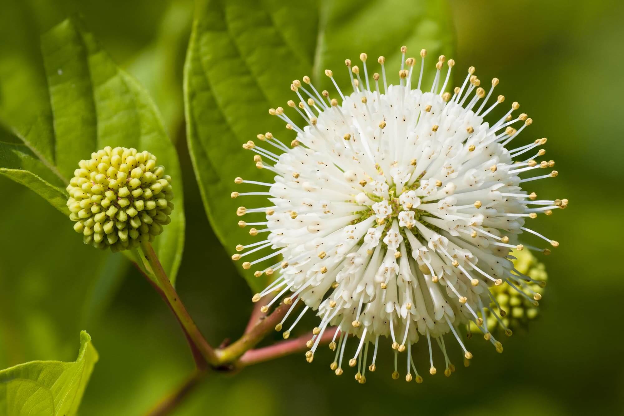 Cephalanthus occidentalis (Button Bush) - Richmond Tree Stewards