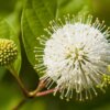 Cephalanthus occidentalis (Button Bush) - Image 2