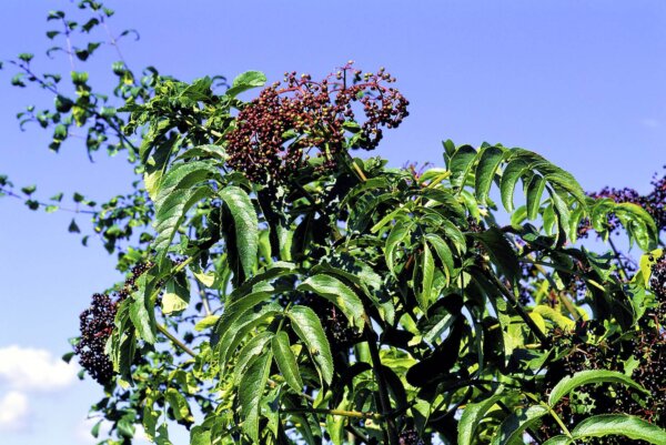 Sambucus canadensis (Elderberry)