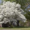 Benthaminia florida (Flowering dogwood)