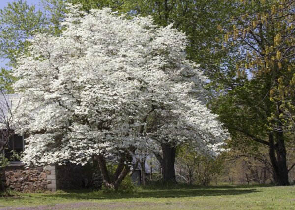 Benthaminia florida (Flowering dogwood)