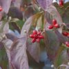 Benthaminia florida (Flowering dogwood) - Image 4