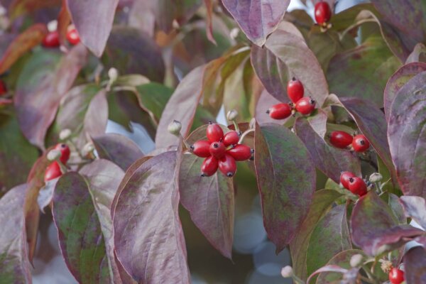 Benthaminia florida (Flowering dogwood) - Image 4