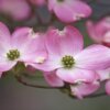 Benthaminia florida (Flowering dogwood) - Image 3