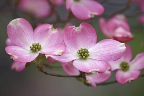 Benthaminia florida (Flowering dogwood) - Image 3