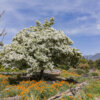 Chioanthus virginicus (Fringe tree)
