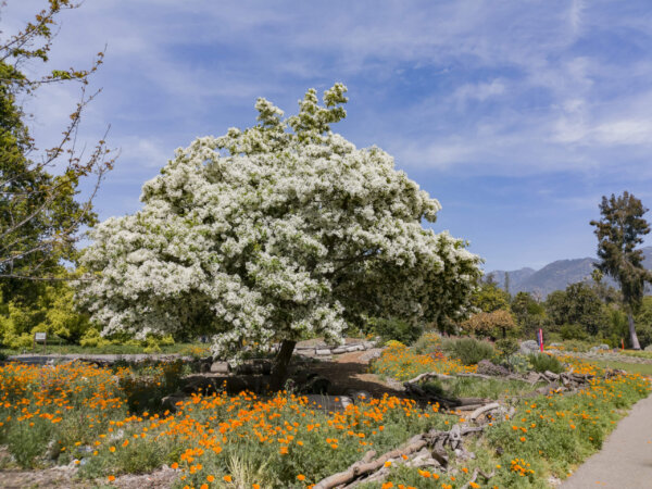 Chioanthus virginicus (Fringe tree)