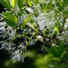 Chioanthus virginicus (Fringe tree) - Image 2