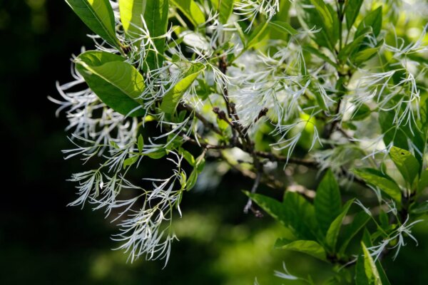 Chioanthus virginicus (Fringe tree) - Image 2