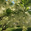 Chioanthus virginicus (Fringe tree) - Image 3