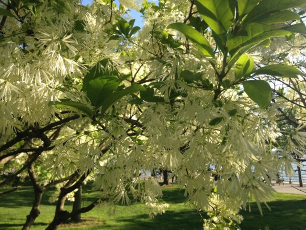 Chioanthus virginicus (Fringe tree) - Image 3