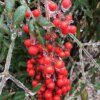 Viburnum nudum (Possum haw viburnum)