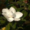 Magnolia virginiana (Sweet bay magnolia)