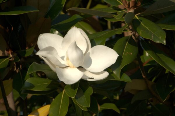 Magnolia virginiana (Sweet bay magnolia)