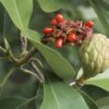 Magnolia virginiana (Sweet bay magnolia) - Image 2