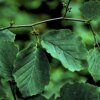 Hamamelis virginiana (Witch hazel) - Image 3
