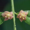 Aronia arbutifolia (Red chokeberry) - Image 2