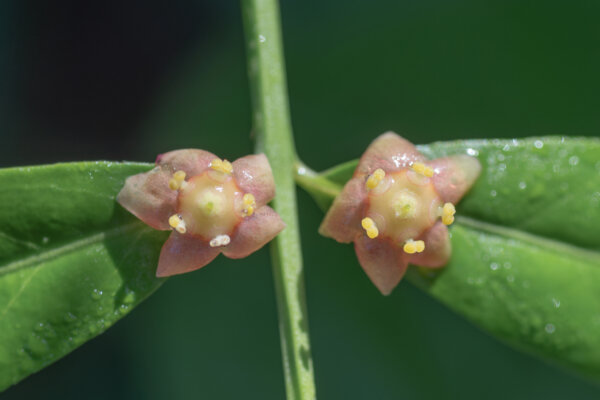 Aronia arbutifolia (Red chokeberry) - Image 2