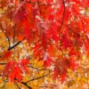 Carpinus caroliniana (American hornbeam) - Image 2