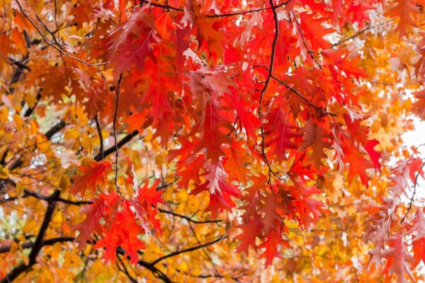 Carpinus caroliniana (American hornbeam) - Image 2