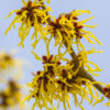 Hamamelis virginiana (Witch hazel) - Image 2