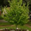 Carpinus caroliniana (American hornbeam)