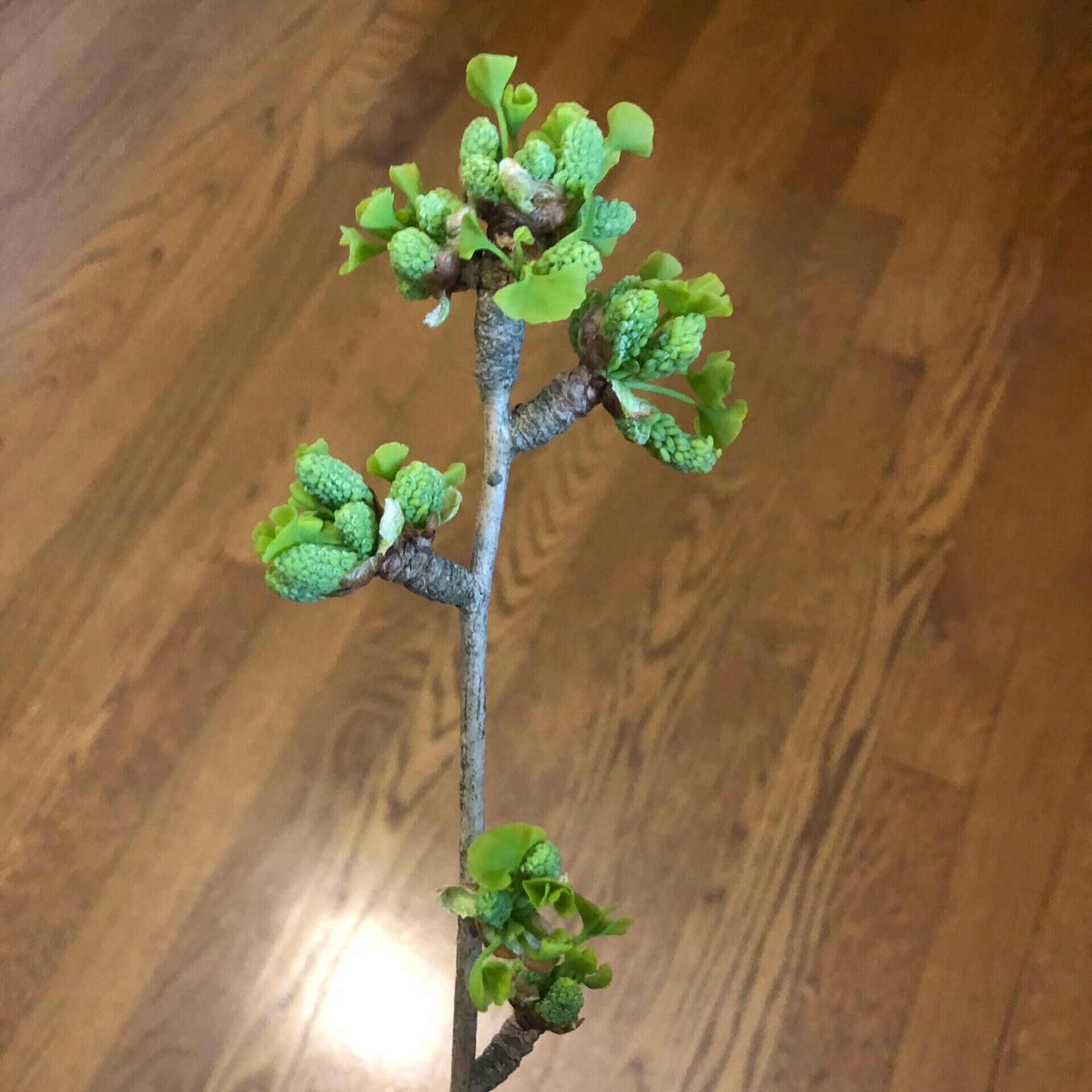 ginkgo male flower (cone)